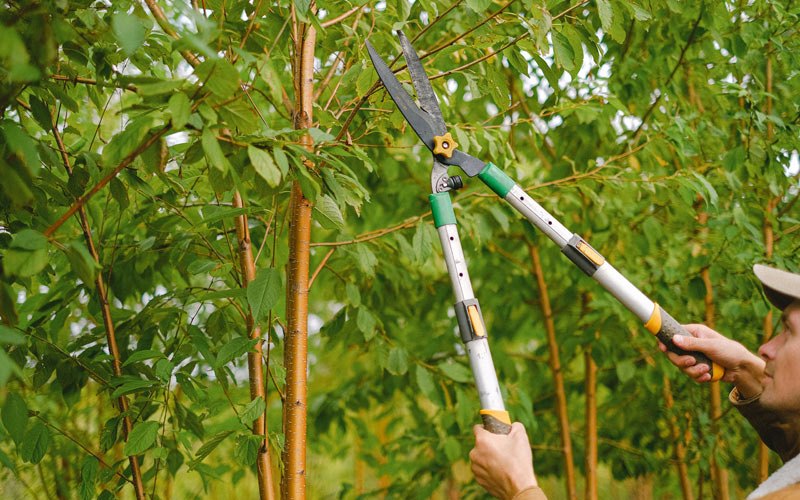 Tree trimming in Eagle Grove, IA